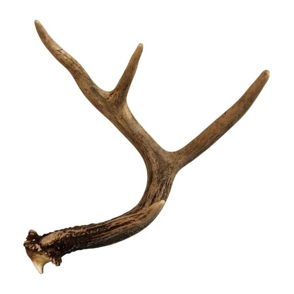 Natural Whitetail Deer Antler Set For Crafts Home Decor & Antler Art 2 Rustic Ca - Picture 4 of 11